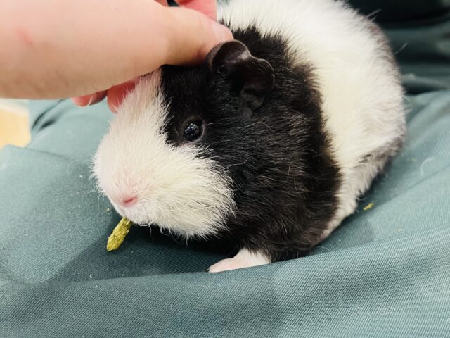 テディモルモット