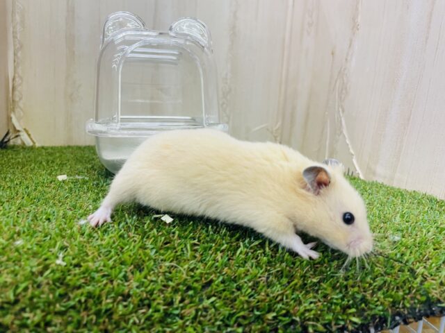 ゴールデンハムスター