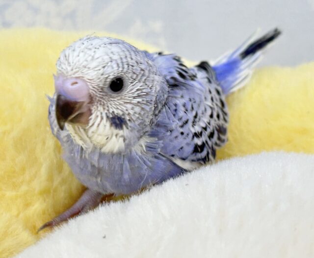 光の加減でメタモルフォーゼ?!💜🩶セキセイインコ(オパーリン) 2024年8月生まれ セキセイインコ