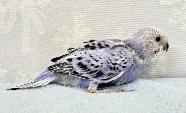 光の加減でメタモルフォーゼ?!💜🩶セキセイインコ(オパーリン) 2024年8月生まれ セキセイインコ