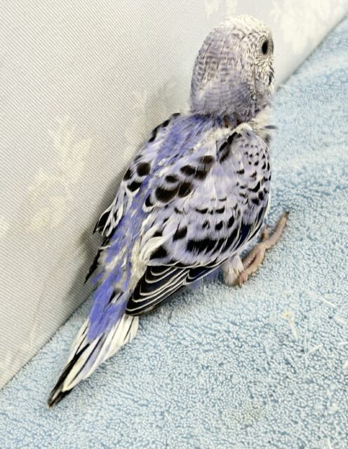 光の加減でメタモルフォーゼ?!💜🩶セキセイインコ(オパーリン) 2024年8月生まれ セキセイインコ