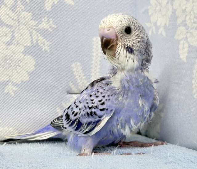 光の加減でメタモルフォーゼ?!💜🩶セキセイインコ(オパーリン) 2024年8月生まれ セキセイインコ