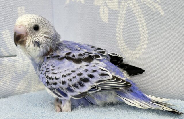 光の加減でメタモルフォーゼ?!💜🩶セキセイインコ(オパーリン) 2024年8月生まれ セキセイインコ