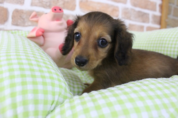 ミニチュアダックス