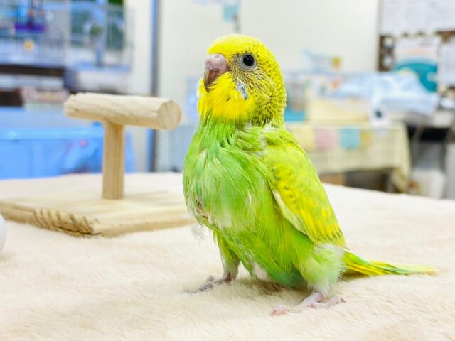 セキセイインコ