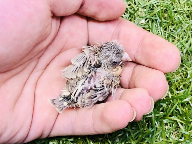 錦花鳥（キンカチョウ）