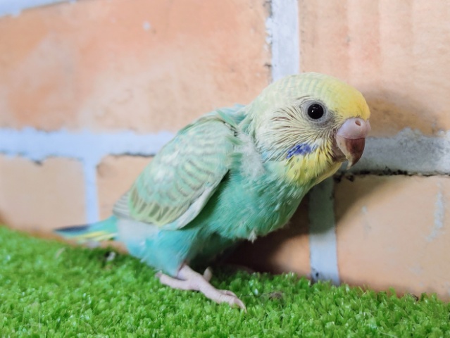 セキセイインコ