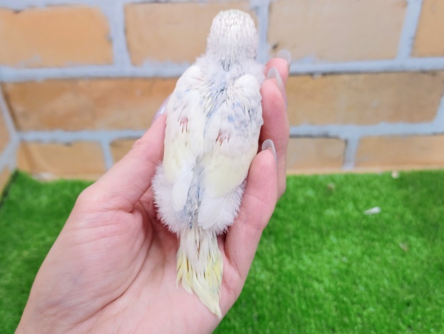 綺麗なカラー✨セキセイインコのヒナ(パステルレインボーパイド)入荷しました❤ セキセイインコ