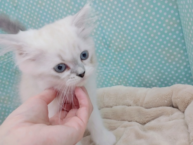 超がつくほどの甘えん坊🩷初入舎💜ネヴァマスカレード君やって来てくれました❤ ネヴァマスカレード