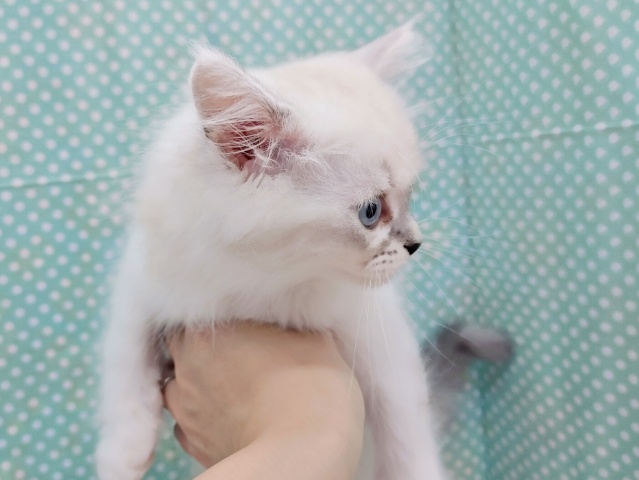 超がつくほどの甘えん坊🩷初入舎💜ネヴァマスカレード君やって来てくれました❤ ネヴァマスカレード