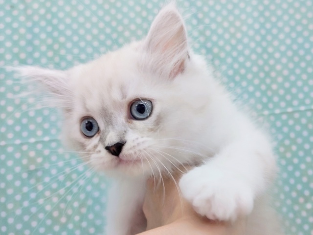 ネヴァマスカレード