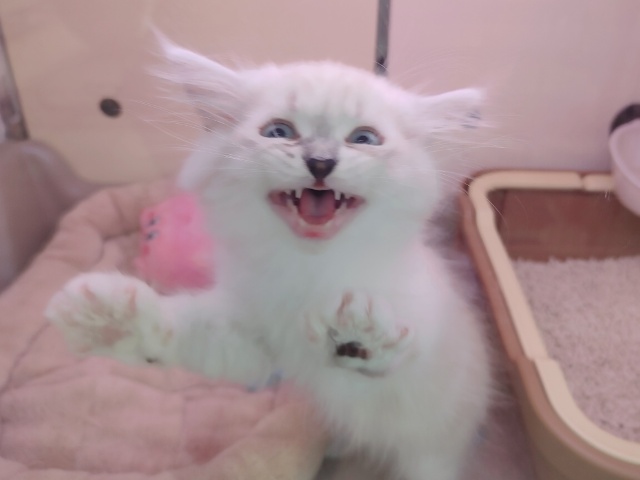 超がつくほどの甘えん坊🩷初入舎💜ネヴァマスカレード君やって来てくれました❤ ネヴァマスカレード