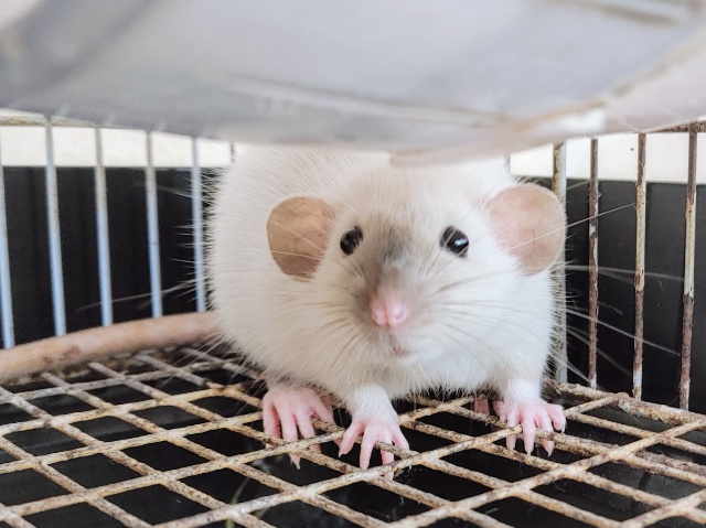 ファンシーラット