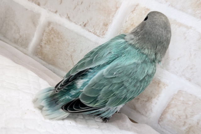 ターコイズグリーン~🍀 コザクラインコ(ブルーチェリー) コザクラインコ(小桜インコ)