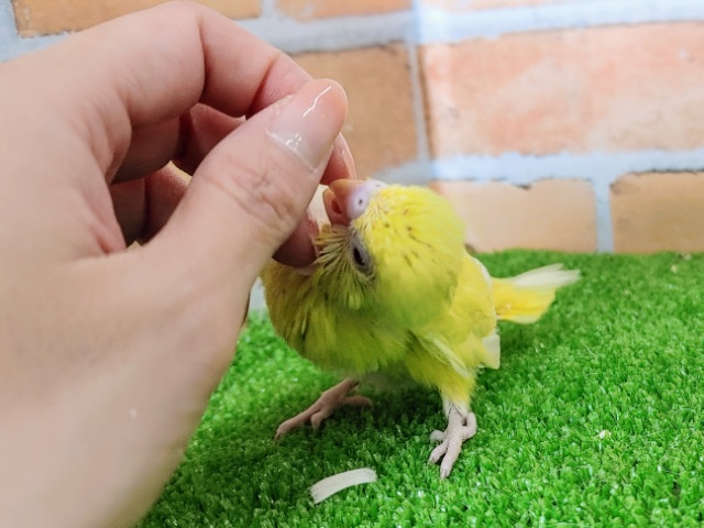 綺麗な赤目ちゃん✨セキセイインコのヒナ(ルチノー)入荷しました❤ セキセイインコ