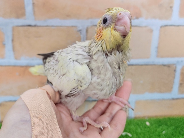 オカメインコ