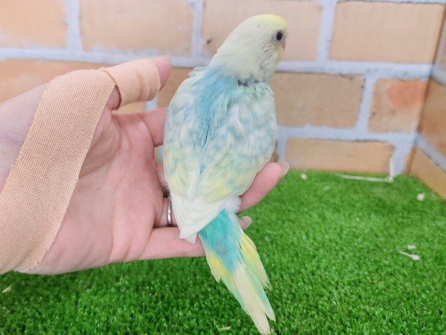 安定人気✨セキセイインコのヒナ(パステルレインボー)のヒナ入荷しました❤ セキセイインコ