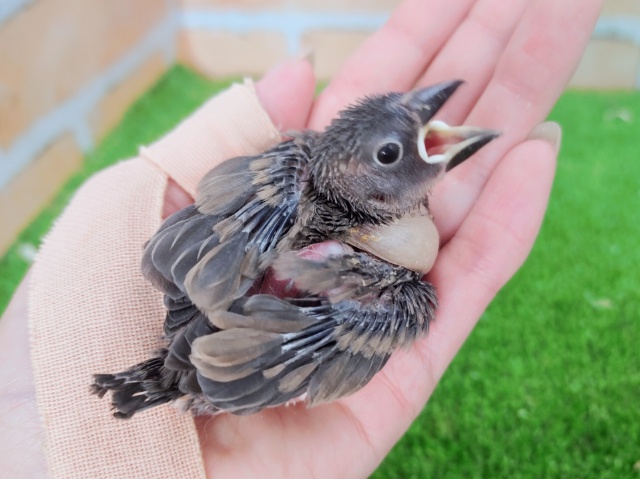 濃くてハッキリ✨桜文鳥のヒナ入荷しました❤ 桜文鳥
