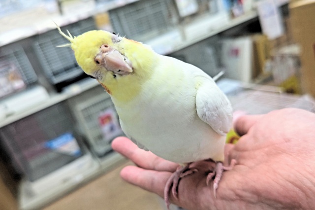 オカメインコ