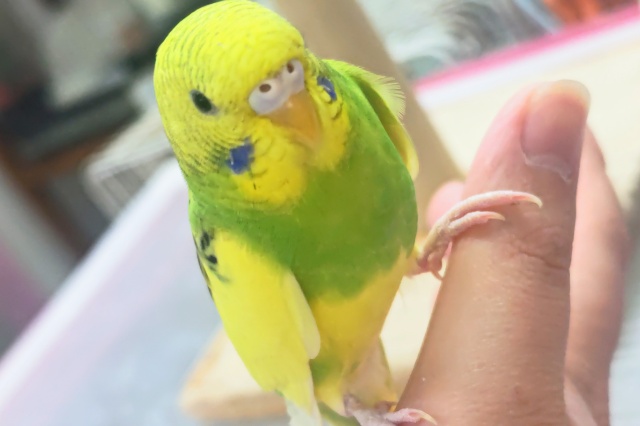 セキセイインコ