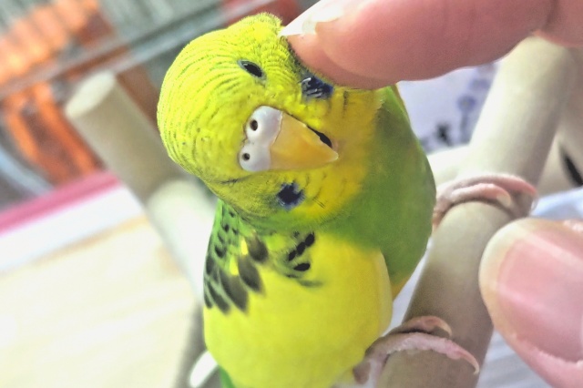 セキセイインコ
