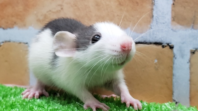 ファンシーラット入荷ですその1 ファンシーラット