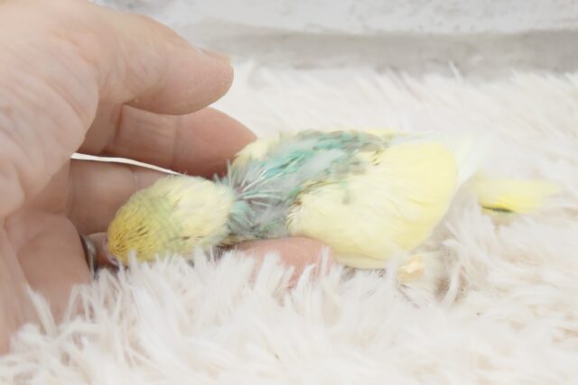 身だしなみは、だいじよね?? セキセイインコ パステルカラーレインボーパイド~~ セキセイインコ