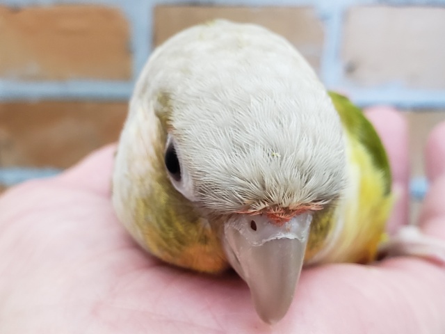 ホオミドリウロコインコ
