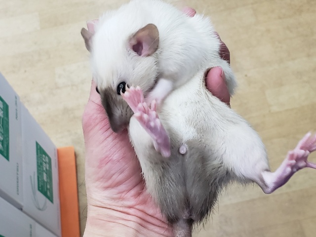 ファンシーラット