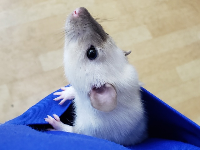 ファンシーラット