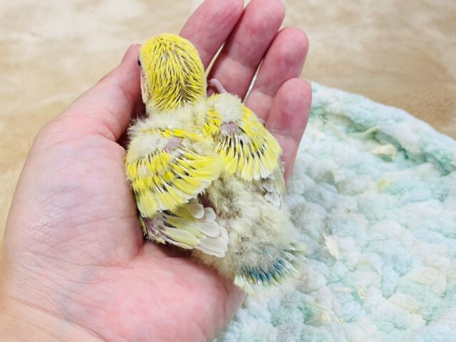コザクラインコ（小桜インコ）