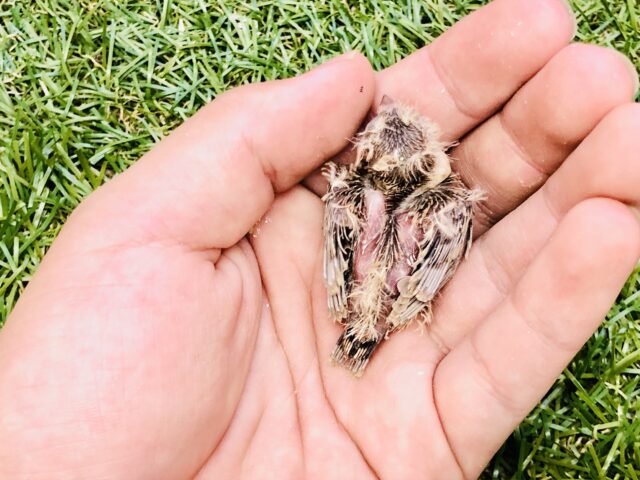 久しぶりにやってきましたよ~小っちゃい体に大きなお口の子 キンカチョウ 錦花鳥(キンカチョウ)