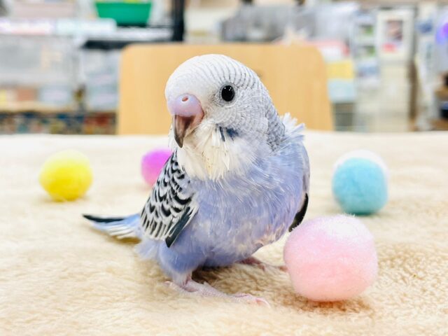 セキセイインコ
