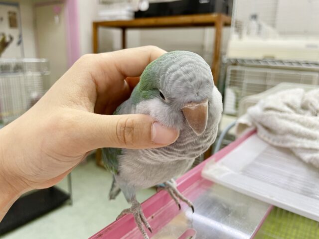 オキナインコ