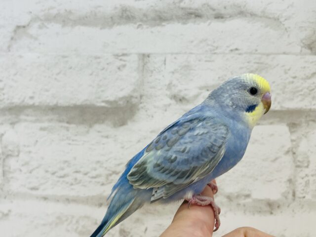 キュートフェイスのツンデレさん♡セキセイインコ(レインボー) セキセイインコ