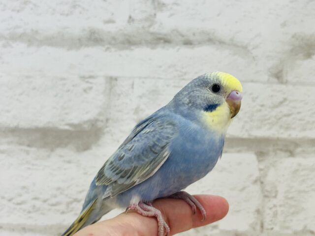 キュートフェイスのツンデレさん♡セキセイインコ(レインボー) セキセイインコ