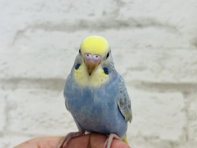 キュートフェイスのツンデレさん♡セキセイインコ(レインボー) セキセイインコ