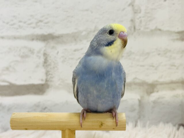 キュートフェイスのツンデレさん♡セキセイインコ(レインボー) セキセイインコ