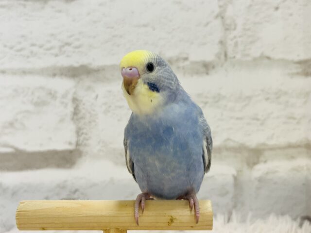 キュートフェイスのツンデレさん♡セキセイインコ(レインボー) セキセイインコ