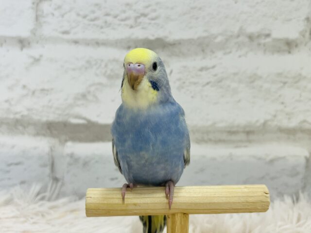 キュートフェイスのツンデレさん♡セキセイインコ(レインボー) セキセイインコ