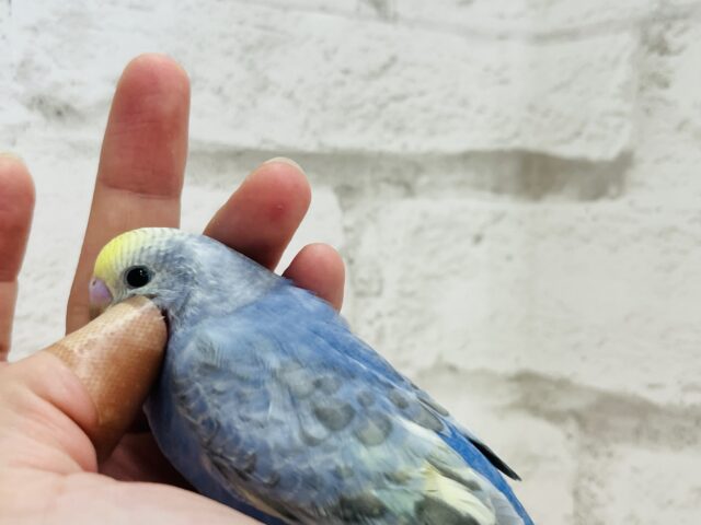 キュートフェイスのツンデレさん♡セキセイインコ(レインボー) セキセイインコ