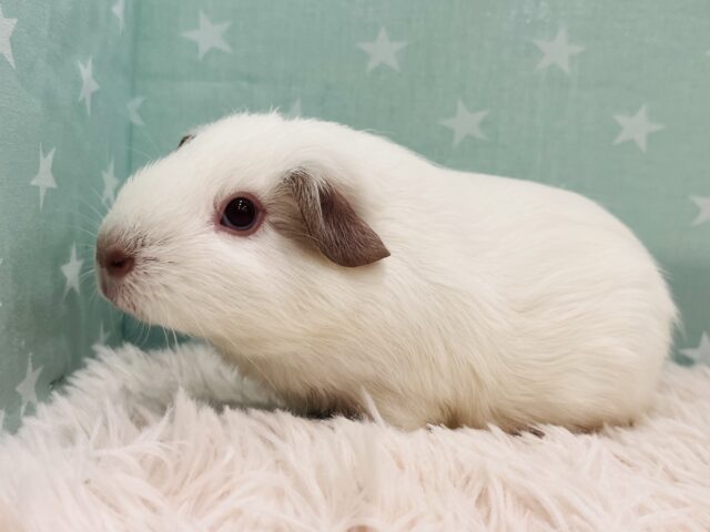 ロシアンスモークモルモット