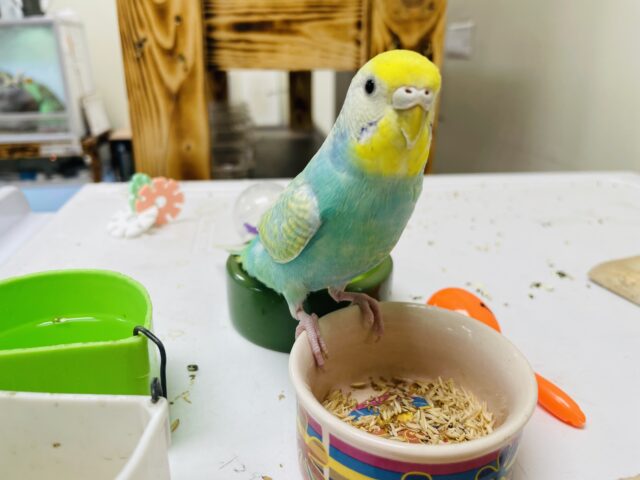 セキセイインコ