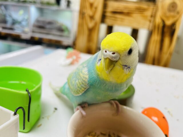 セキセイインコ