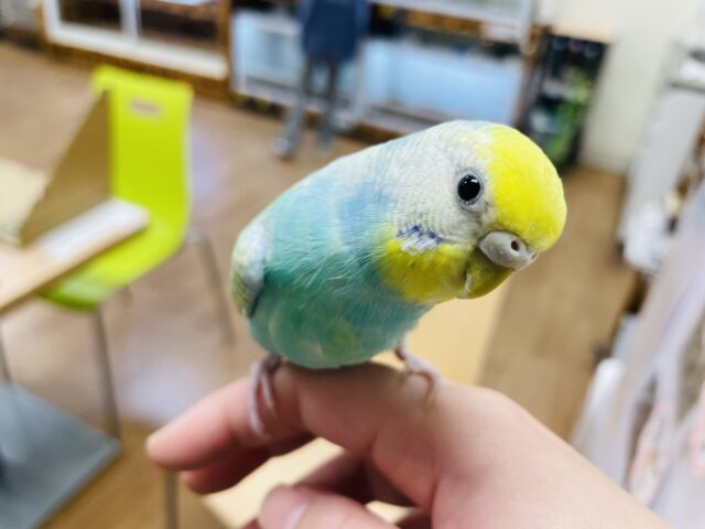 セキセイインコ