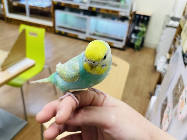 セキセイインコ