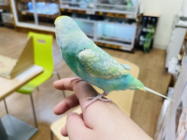 セキセイインコ