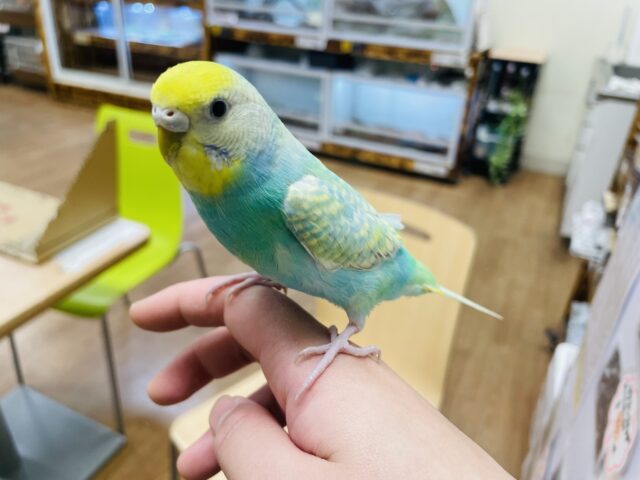 セキセイインコ