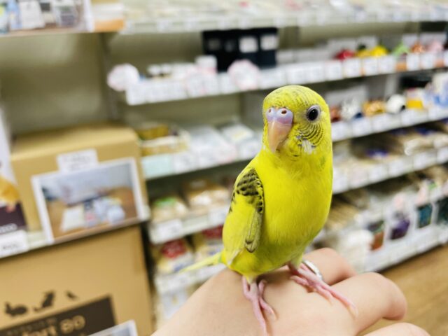 セキセイインコ