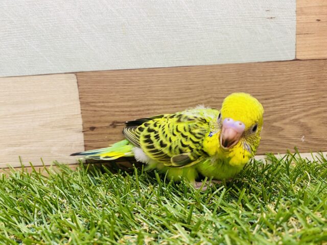 セキセイインコ